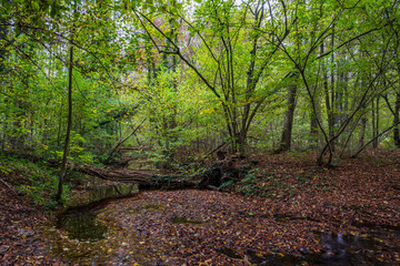 autumn in the forest