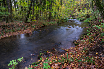 river in the forest