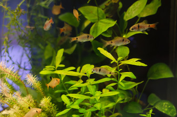 Planted aquarium with fish