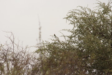 White fronted bee eater