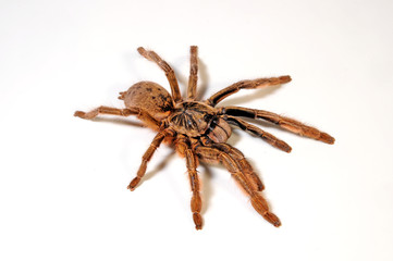 Vogelspinne (Ceratogyrus ezendami) - tarantula