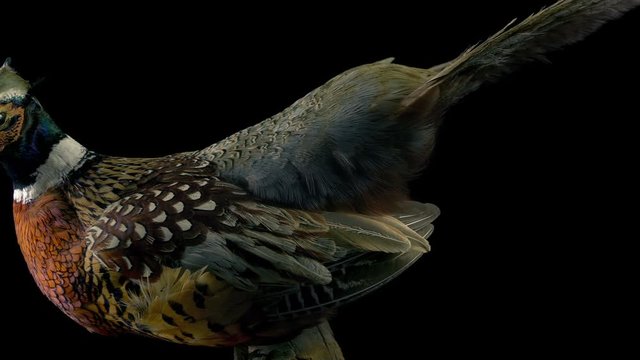 Stuffed Pheasant Animal Taxidermy
