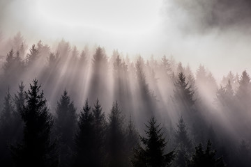 Fog divided by sun rays. Misty morning view in wet mountain area. 