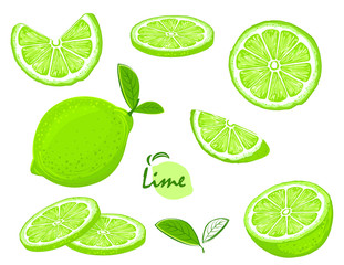 Fresh lime fruits, collection of illustrations