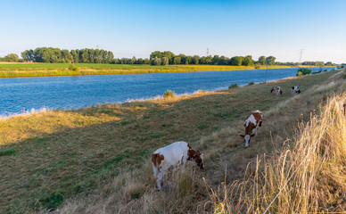 Maasrinder 