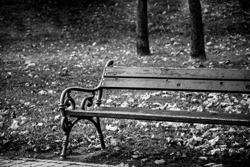 Bench in the park in black and white with autumn leaves.