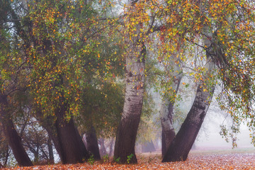 Colorful group of trees in fog