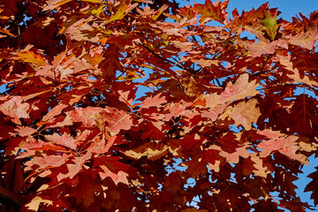 Red autumn leaves of marsh oak (Latin Quércus palústris) on a sunny, windless day. Red leaves against blue sky. Autumn motive for design.