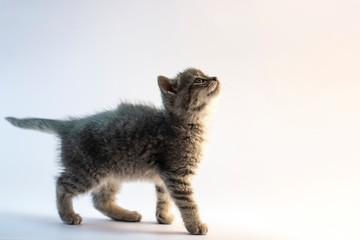 Fototapeta na wymiar Cute gray kitty walking to the light.