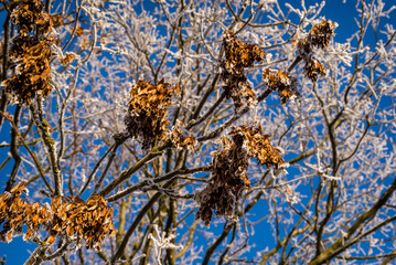 Słoneczny, mroźny poranek, drzewa i łąki pokryte szronem, Polska, Podlasie