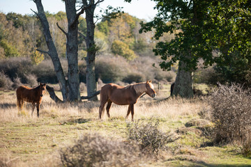 Beautiful portrait of New Forest pony in Autumn woodland landscape with vibrant Fall color all around