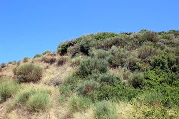 Hill hillside forest woods hiking trail