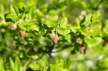 Flowering blueberries ordinary (lat. Vaccinium myrtillus) on a Sunny spring day
