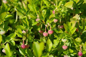 Blooming blueberries ordinary (lat. Vaccinium myrtillus), background