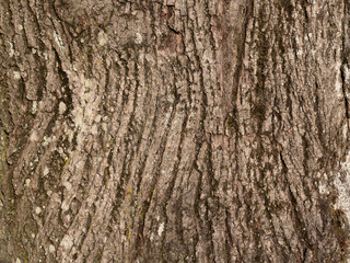 Fototapeta premium Baumrinde