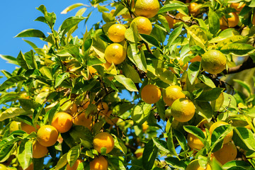 orange fruits at an orange tree