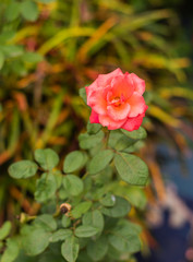 Beautiful flowers growing in Goa, India with bokeh 