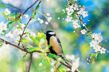 beautiful little bird tit sitting on a branch of cherry blossoms in may spring garden