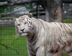 Weißer Tiger blickt majestätisch in die Kamera