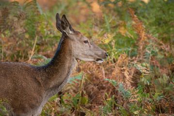 Fototapeta premium Stunning portrait of red deer hind in colorful Autumn forest landscape
