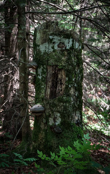 vermorschter Baumstamm im Gebirge