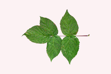 Naklejka na ściany i meble branch with green leaves/ branch with green leaves of raspberry isolated on white background