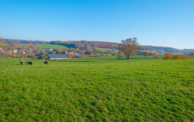Herd of cows in a green meadow on a hill in sunlight at fall