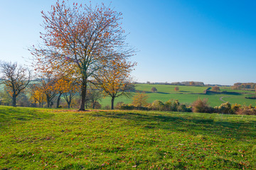 Rural hilly landscape in fall colors in sunlight in autumn
