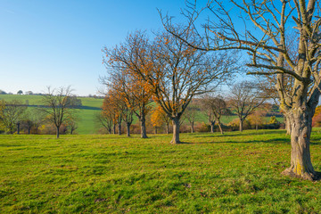 Fototapeta premium Path in a rural hilly landscape in fall colors in sunlight in autumn