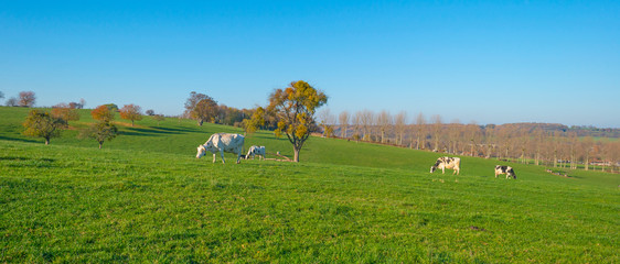 Fototapeta premium Herd of cows in a green meadow on a hill in sunlight at fall