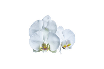 Naklejka na ściany i meble Big white flower of a ficus/ Big white flower of a ficus plant with a yellow stalk isolated on white background