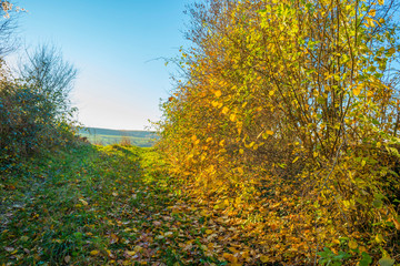 Rural hilly landscape in fall colors in sunlight in autumn