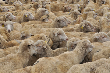 flock of sheep
