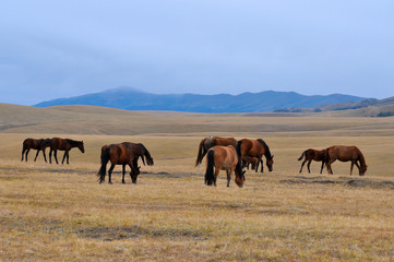Fototapeta na wymiar herd of horses in field