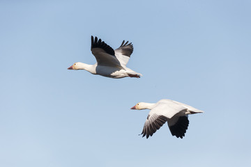 Obraz premium Migrating Snow Geese