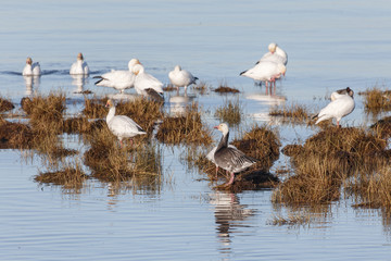 Migrating Snow Geese