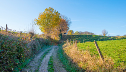 Obraz premium Rural hilly landscape in fall colors in sunlight in autumn