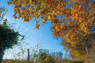 Rural hilly landscape in fall colors in sunlight in autumn