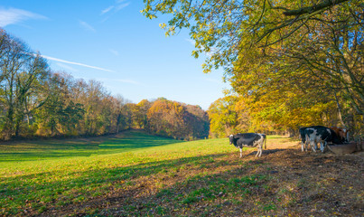 Herd of cows in a green meadow on a hill in sunlight at fall