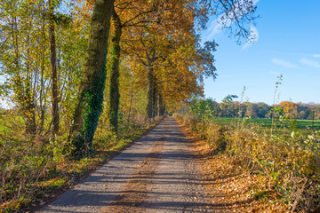 Fototapeta na wymiar Rural hilly landscape in fall colors in sunlight in autumn