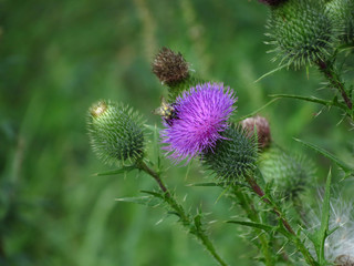 bee on thistle