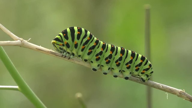 Insect 4k close-up. Papilio polyxenes asterius, Eastern black swallowtail - caterpillar.  Stoll Macro