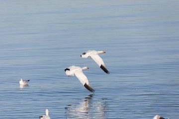 Fototapeta na wymiar Migrating Snow Geese