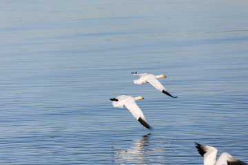 Fototapeta na wymiar Migrating Snow Geese