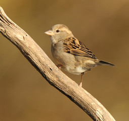 Female House Sparrow on Branch