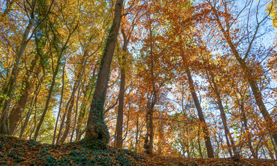 Path in a forest in fall colors in sunlight in autumn
