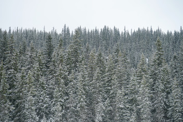 Winter wonderland, spruce tree forest covered with fresh snow.
