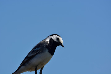 White Wagtail  ( Motacilla alba )