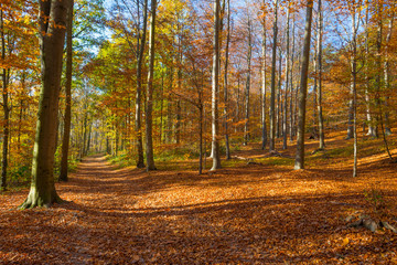 Path in a forest in fall colors in sunlight in autumn