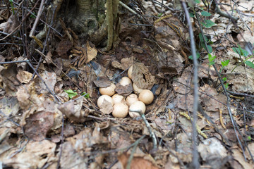  Eggs Bonasa bonasia  in the nest